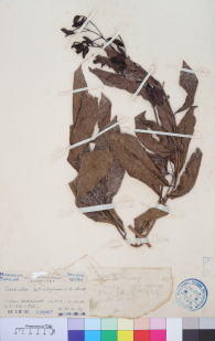 Specimen thumbnail